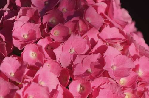 Hydrangea Pink Petals Flower Floral Bloom Nature