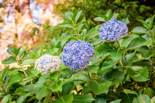 Hydrangea Flower Plant Bloom Nature Blue Garden