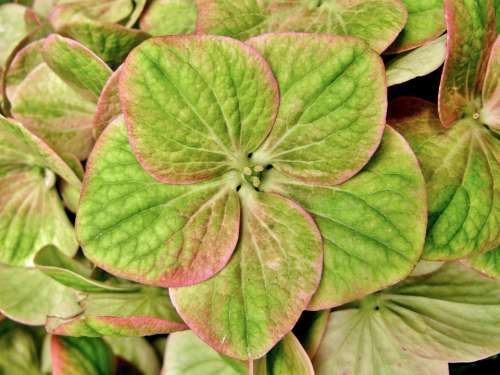 Hydrangea Pink Green Faded Hydrangea Bush