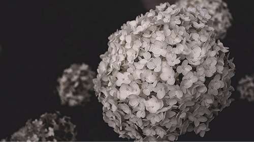 Hydrangea Black And White Blossom Bloom