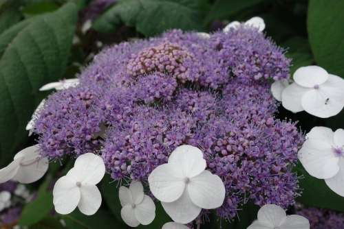 Hydrangea Purple Flowers Plant Nature Summer