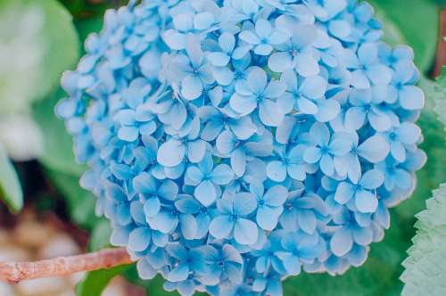 Hydrangea Flowers Nature Blue Summer Romantic
