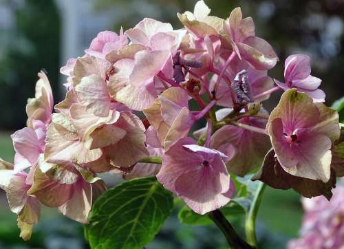 Hydrangea Bauer Hydrangea Flower Buds Hortensia