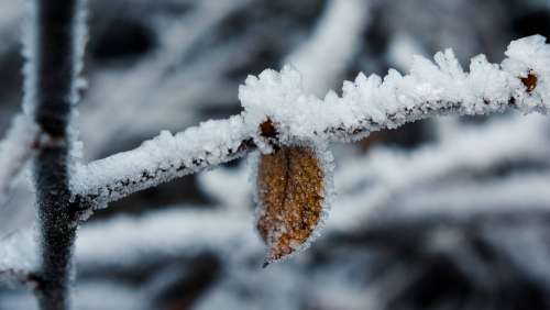 Ice Winter Leaf Frozen Eiskristalle Nature Frosty