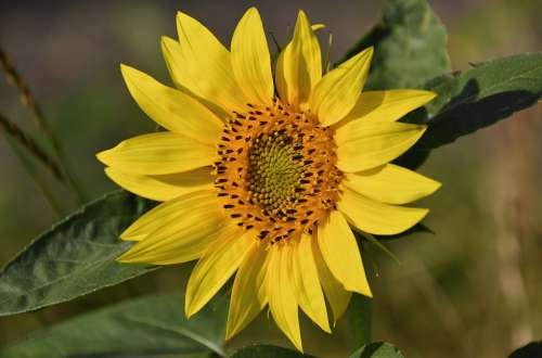 In The Morning Sunflower Yellow Flower Day S