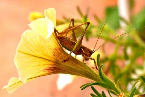 Insect Grillo Flower Animals Antennas Nature