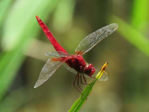 Insect Dragonfly A Dragonfly Red Natural Landscape