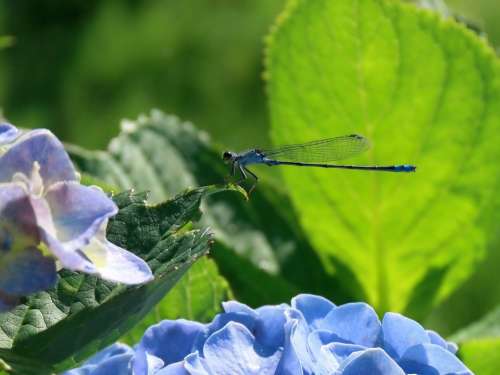 Insect Dragonfly Damselflies Plant Hydrangea