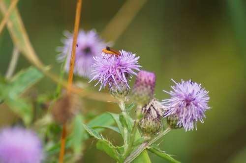 Insect Blossom Bloom Nature Macro Animal Summer