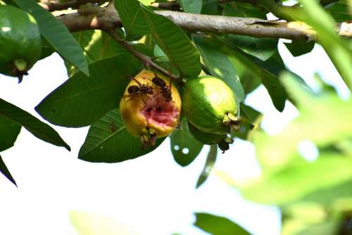 Insects Eating Guava Fruits Nature Animal Green