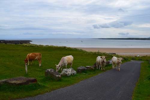 Ireland Sea Sky Cows Meadow Away Clouds Grass
