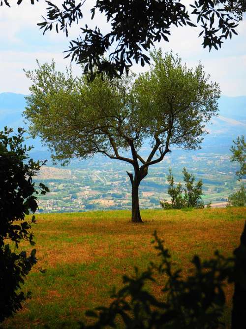 Italy Tree Nature Trees Landscape