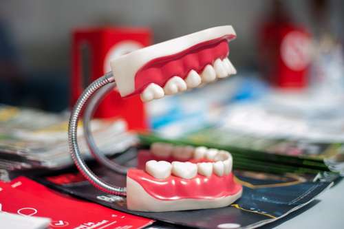 Jaw Model Tooth Teeth Dentistry Dentals Dentist