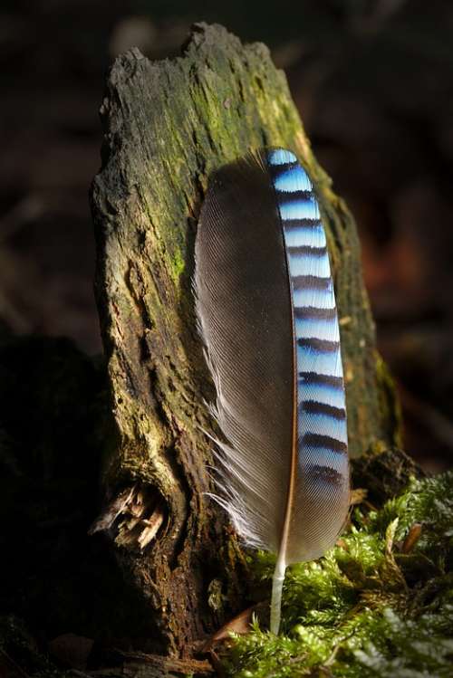 Jay Feather Forest Close Up Bird Feather Blue