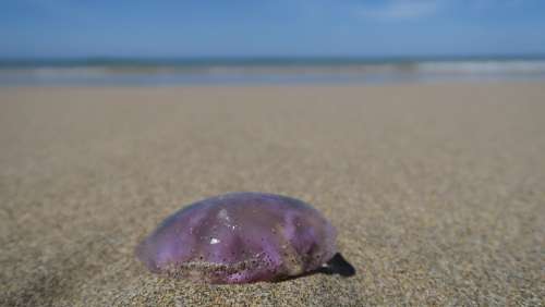Jellyfish Feuerqualle Beach