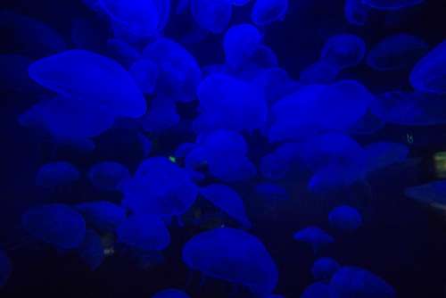 Jellyfish Ocean Underwater Marine Sea Glow