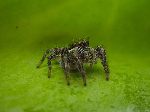 Jumping Spider Salticidae Spider Nature Arachnid