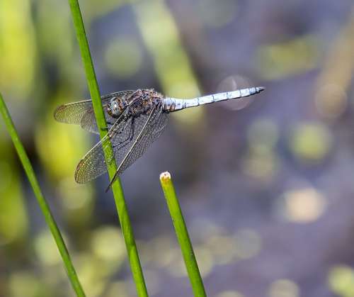Keeled-Skimmer Male Dragonfly Resting Insect