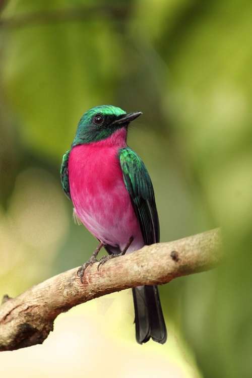 Kerala India Manipulated Bird Nature Animal