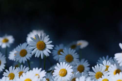 Keywords Fotomontáž Flowers Flowering White Flora