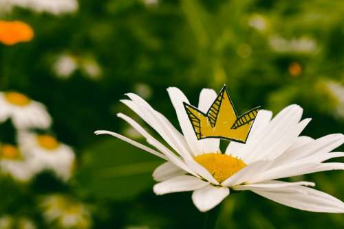 King Daisy Crown Royalty Flower Yellow White