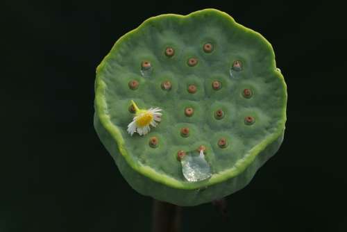 Kite Lotus Seed Aquatic Plants Trickle