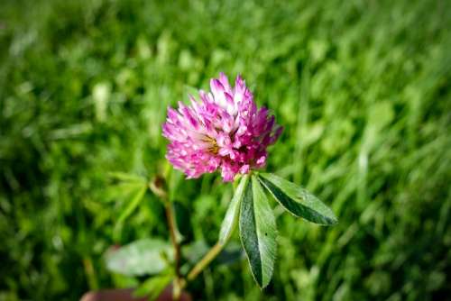 Klee Clover Flower Purple Green Macro Close Up