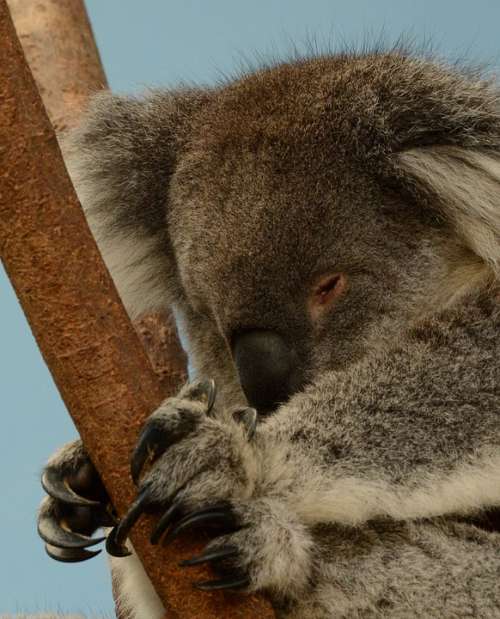 Koala Bear Sleeping Animal Nature Tree Wildlife