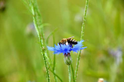 Kornblume Biene Natur Cornflower Nature Bee Plant