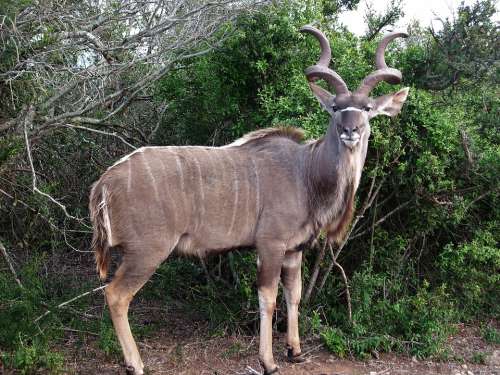 Kudu Bock Animal Nature Mammal Wild Safari
