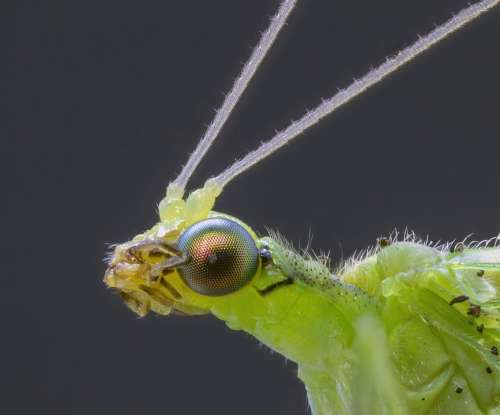 Lacewing Insect Eyes Green Nature Garden Metallic