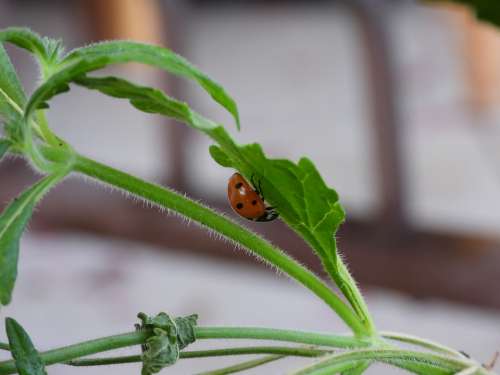 Ladybug Wandering Plant Summer Macro Nature