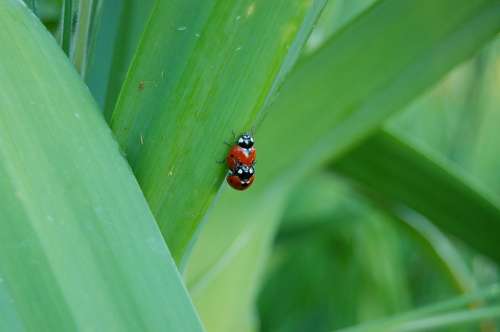 Ladybug Ladybugs Insect Beetle Nature Leaf Red