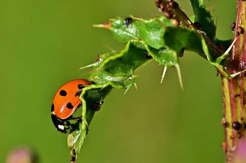 Ladybug Leaf Aphid Macro Lucky Charm