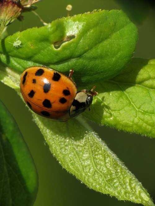 Ladybug Insect Animal Lucky Charm
