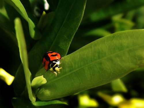 Ladybug Coquito Green Nature Insect Beetle