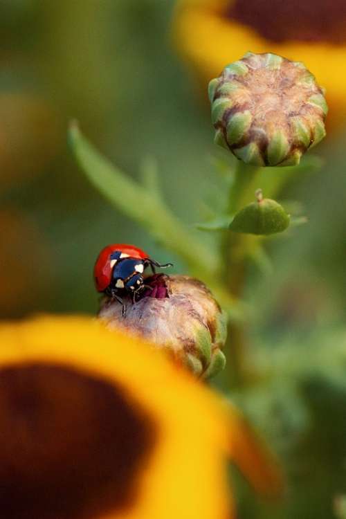 Ladybug Insect Nature Beetle Summer Macro Animal