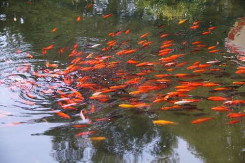 Lagoon Fish Red Garden Decorative Gold Koi Water