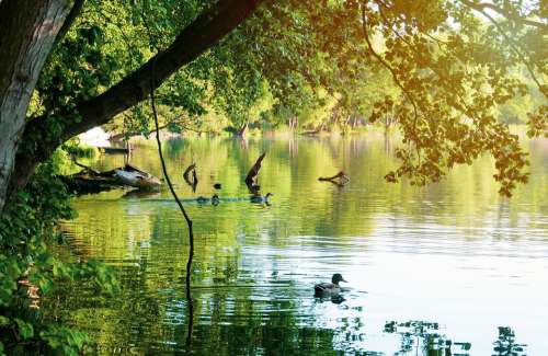 Lake Water Landscape Duck Summer Relaxation