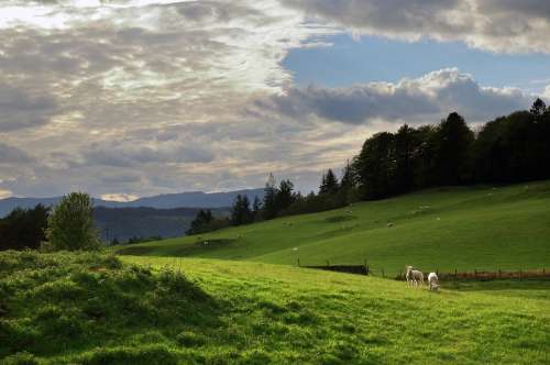 Lake District Rural Scene Cumbria Landscape Lambs
