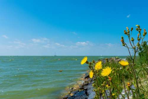 Landscape Water Flowers Air Clouds Beach