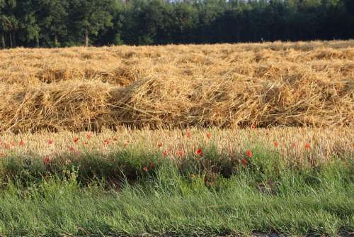 Landscape Straw Poppy Arable Agriculture Nature
