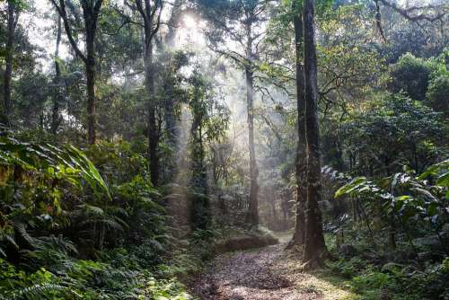 Landscape Rainforest Lane Morning Mist Asahi