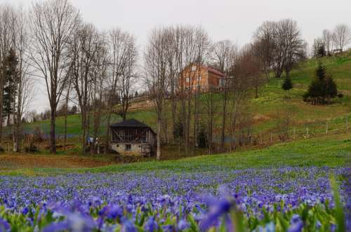 Landscape Snowdrop Old House