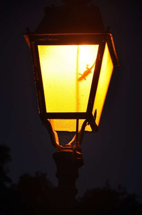 Lantern Lighting Evening Lamp Light Night Gecko
