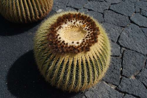 Lanzarote Canary Canary Islands Cactus Plants