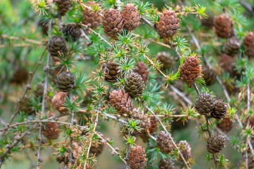 Larch Conifer Tap Branches Needles Larch Cones