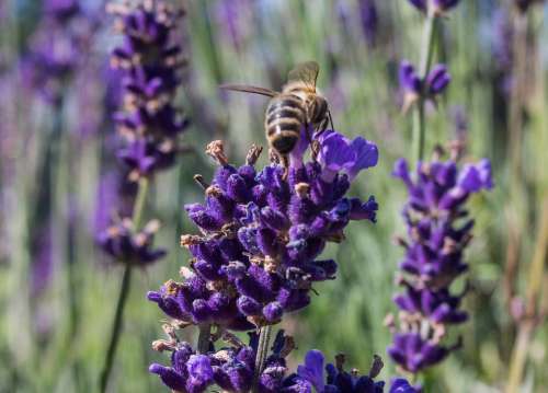 Lavender Nature Plant Flower Insect Macro Summer