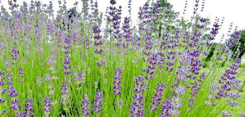 Lavender Lavender Bush Purple Violet Fragrant