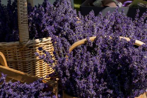 Lavender Grass Basket Harvest